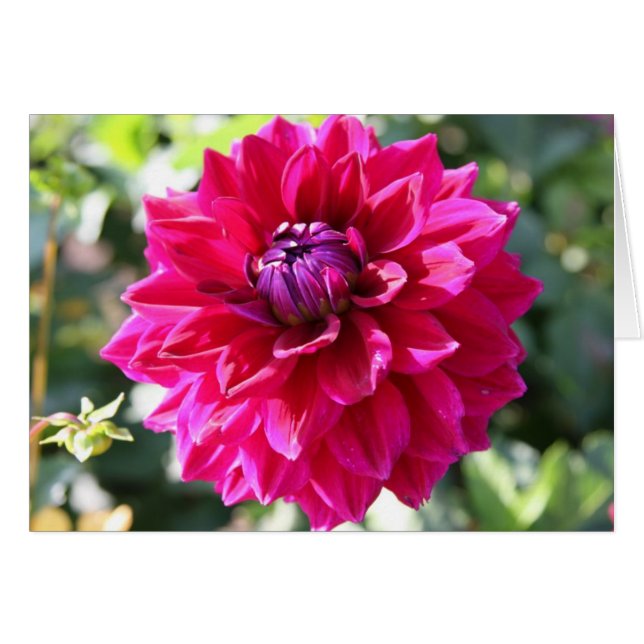 Dahlia (Devant Horizontal)