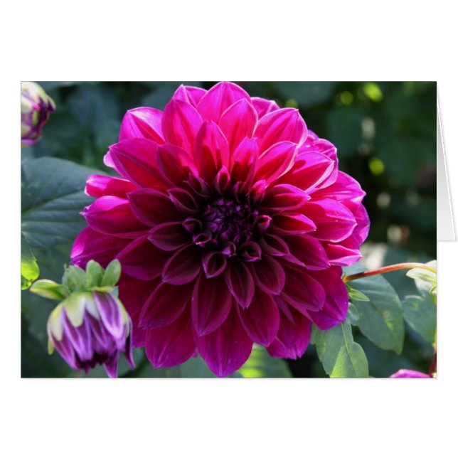 Dahlia (Devant Horizontal)