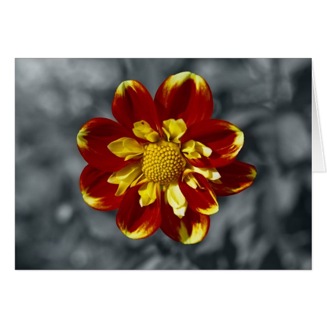 Dahlia (Devant horizontal)