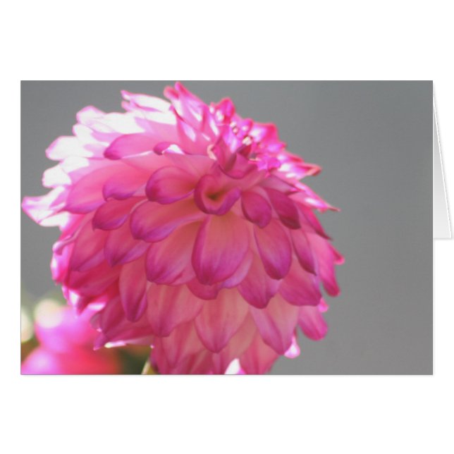 Dahlia 1 (Devant horizontal)