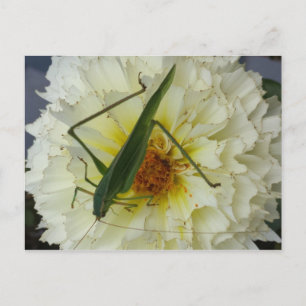 Dahlia 1 - opgeleide brainfart briefkaart