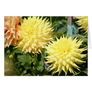 Dahlia 4