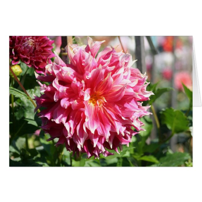 Dahlia 5 (Devant horizontal)