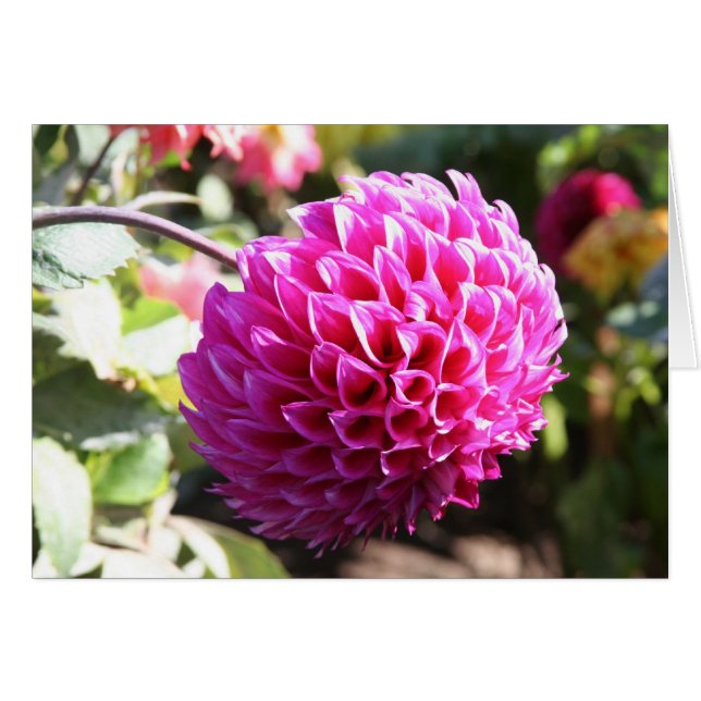 Dahlia 6 (Devant horizontal)