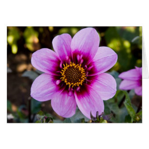 Dahlia, abeille heureuse
