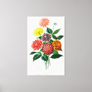 Dahlia afgebeeld canvas afdruk