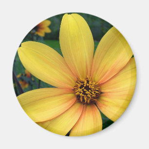 Dahlia bisschop van York Magneet