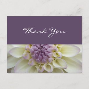 Dahlia blanche et violette ・ Carte postale Merci