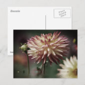 Dahlia bloem boven water briefkaart (Voorkant / Achterkant)