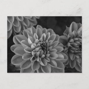 Dahlia Bloemen (zwart & wit) Briefkaart