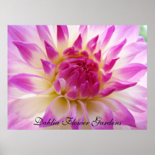 Dahlia Bloementuin kunstprinten Roze Dahlias Poster