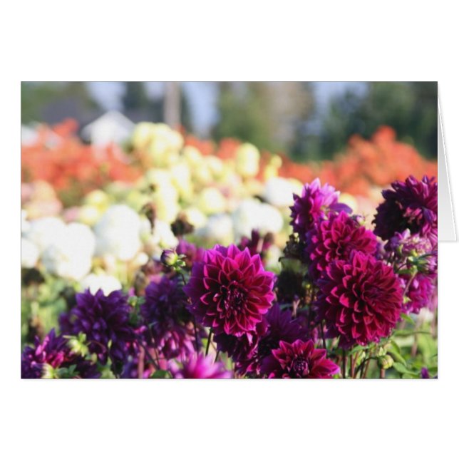 Dahlia Boerderij (Voorkant Horizontaal)