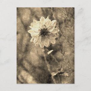 Dahlia Briefkaart