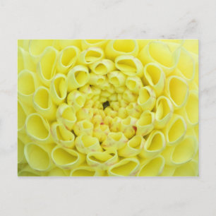 Dahlia Briefkaart
