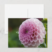 Dahlia Briefkaart (Voorkant / Achterkant)