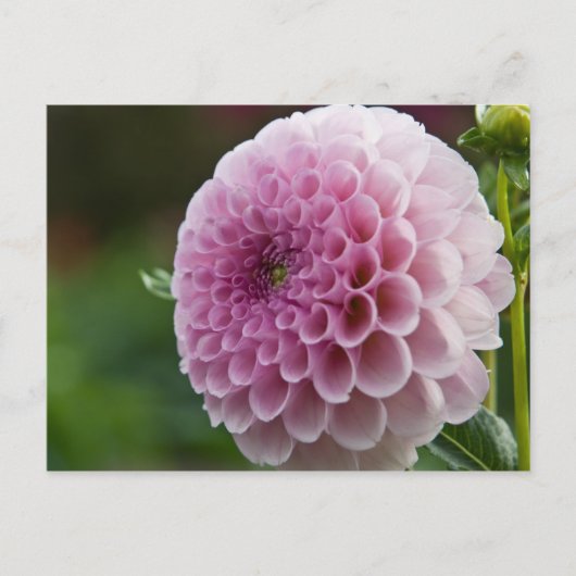 Dahlia Briefkaart (Voorkant)