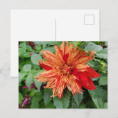Dahlia Briefkaart (Voorkant / Achterkant)
