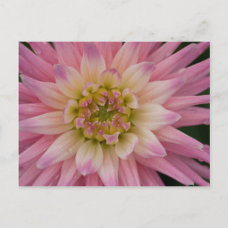 Dahlia Briefkaart | Postkarte Dahlie