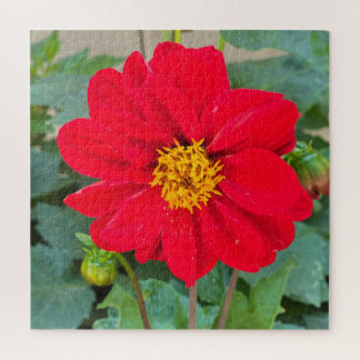 Dahlia Bright Red Legpuzzel