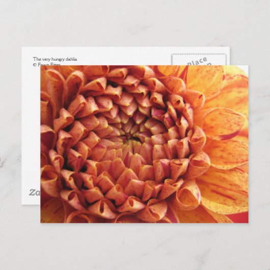 dahlia - carte postale (Devant / Derrière)