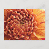 dahlia - carte postale (Devant)