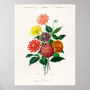 Dahlia Charles Dessalines D' Orbigny  Boek Poster