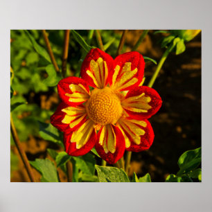 Dahlia, dahlia boerderij, Canby, Oregon, Verenigde Poster