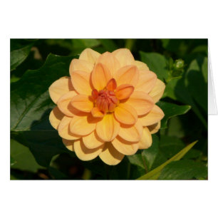 Dahlia "David Howard"