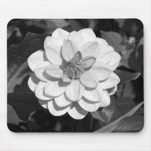 Dahlia 'David Howard' B&W Muismat (Voorkant)