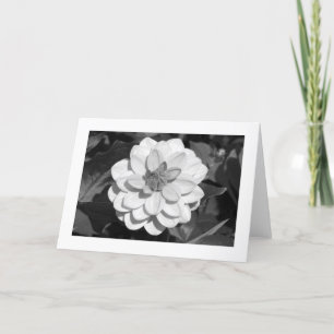 Dahlia 'David Howard' (grens) B&W Kaart