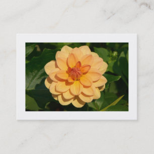 Dahlia "David Howard" (grens) Visitekaartje