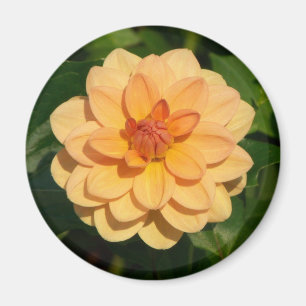Dahlia "David Howard" Magneet