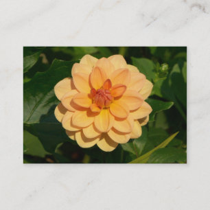 Dahlia "David Howard" Visitekaartje
