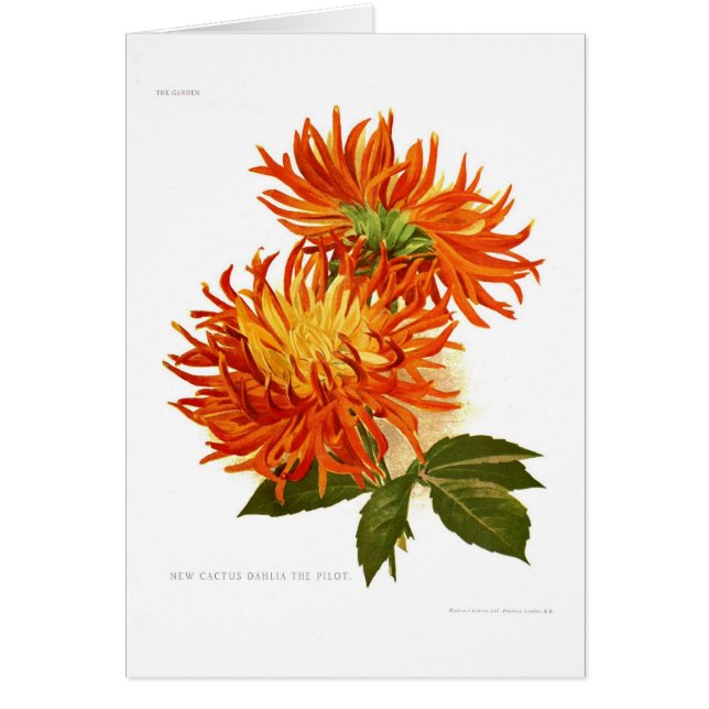 Dahlia de cactus (Devant)