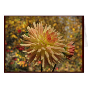 Dahlia de cactus