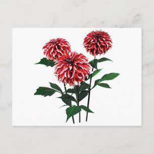 Dahlia de Kerstman Feestdagenkaart