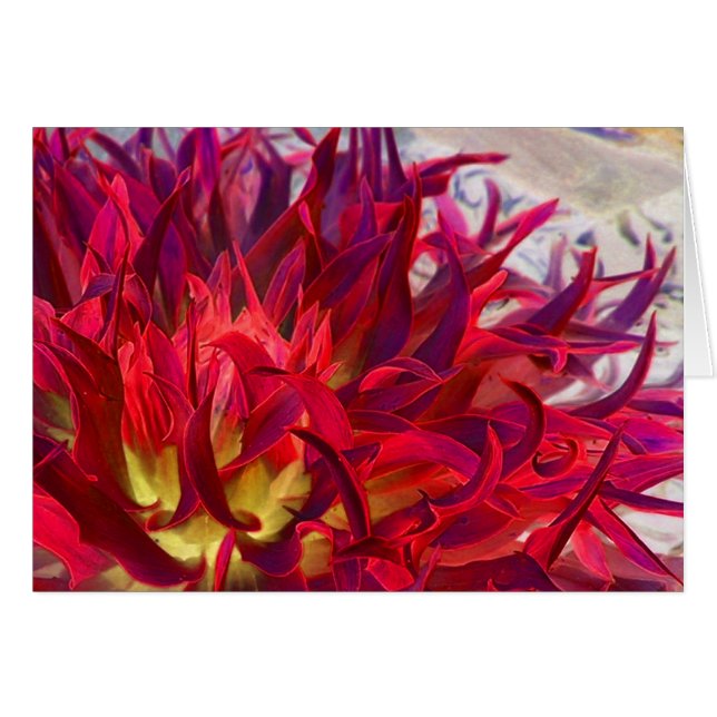 Dahlia d'Exterra (Devant horizontal)