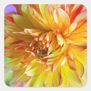  Dahlia Floral Stickers