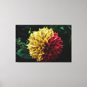 Dahlia flower canvas afdruk