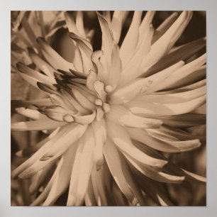 Dahlia Flower Dichtbij in sepia Poster