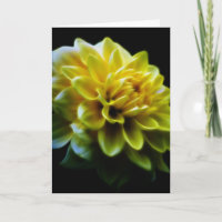 Dahlia flower en betekenis