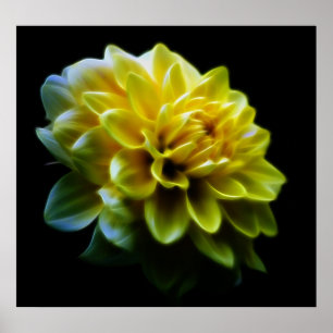 Dahlia flower en betekenis poster