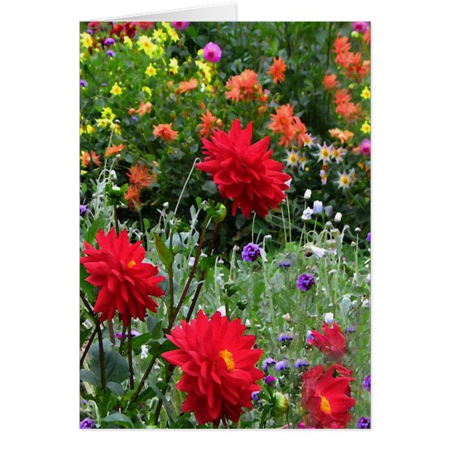Dahlia Flower Garden Card (Voorkant)