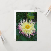  Dahlia Flower Kaart (Voorkant / Achterkant in situ)