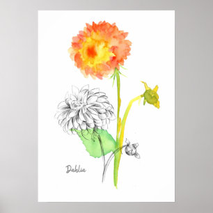 Dahlia Flower Plant Botanical Drawing Floriography Poster