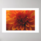 Dahlia Flower Poster (Voorkant)