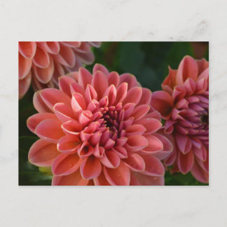 Dahlia Flowers Briefkaart