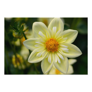 Dahlia Foto Print Afdruk