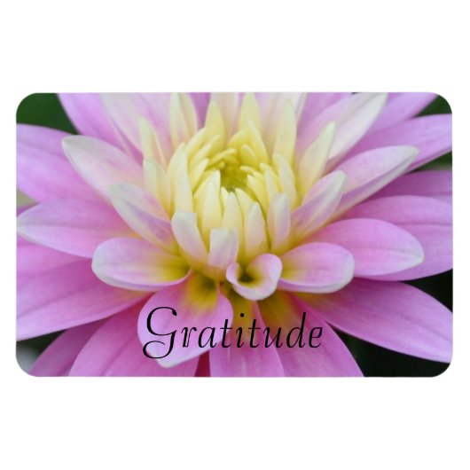 Dahlia Gratitude Magnet (Horizontal)