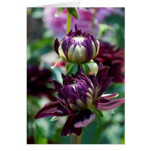 Dahlia - Holly Hill Black Widow